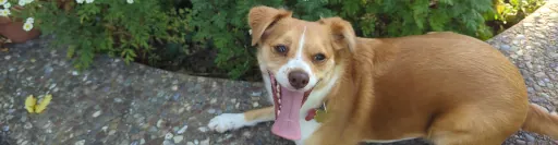 Lulu the dog