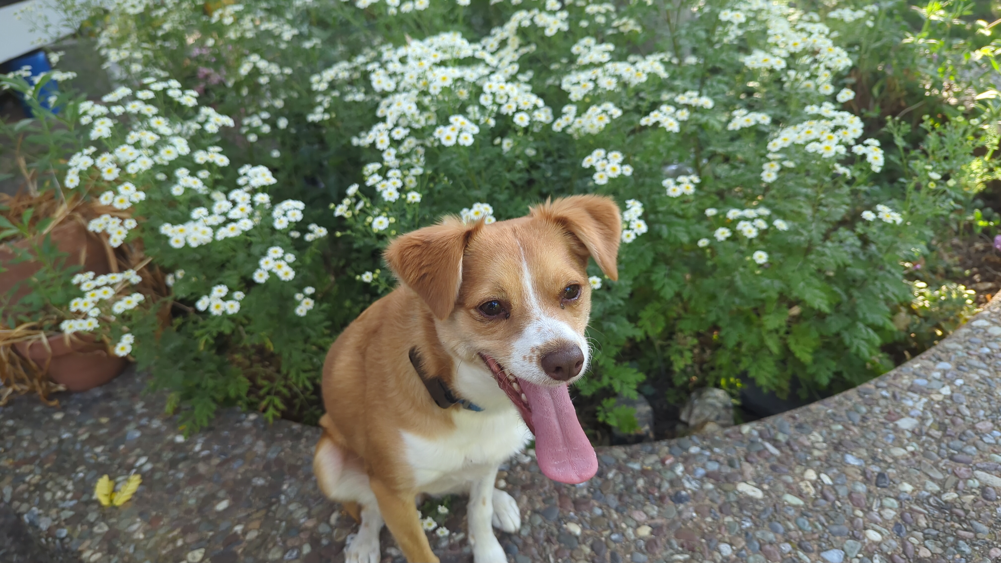 Happy Lulu
